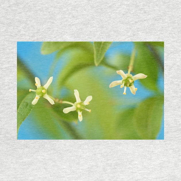 Euonymus europaeus  &#39;Red Cascade&#39;   AGM  Spindle  Flowers by chrisburrows